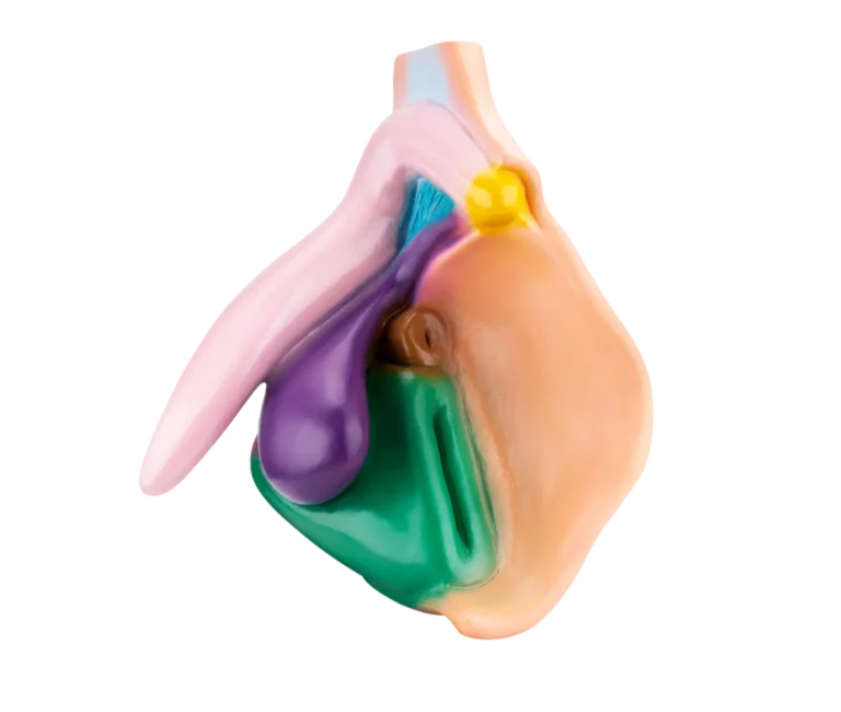 Vulva Model - imagine principală - dispozitiv medical MedIntim